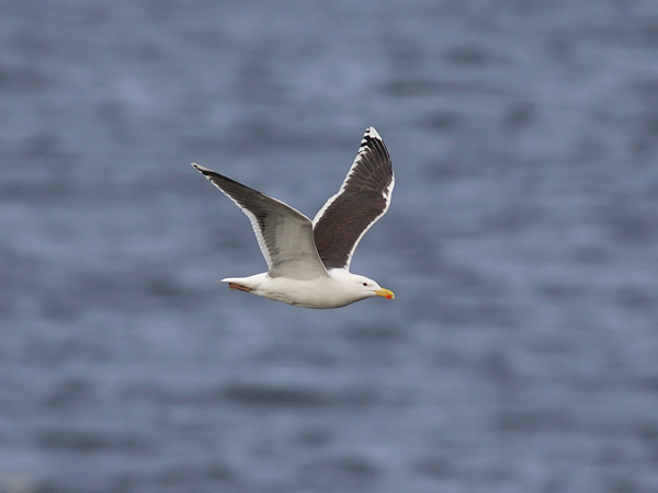 Merilokki, Great Black-backed Gull, Larus marinus